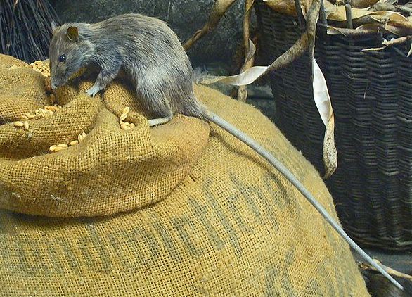 A roof rat — one of the two rat species now established in Boise and the Treasure Valley